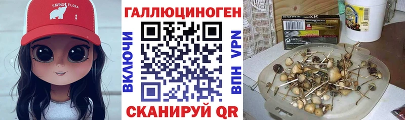 Галлюциногенные грибы Psilocybe  darknet Telegram  Приморск  где можно купить  